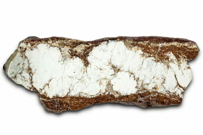 Polished Magnesite Section - Western Australia #328321